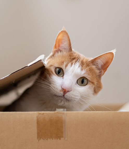  los gatos reconocen su nombre